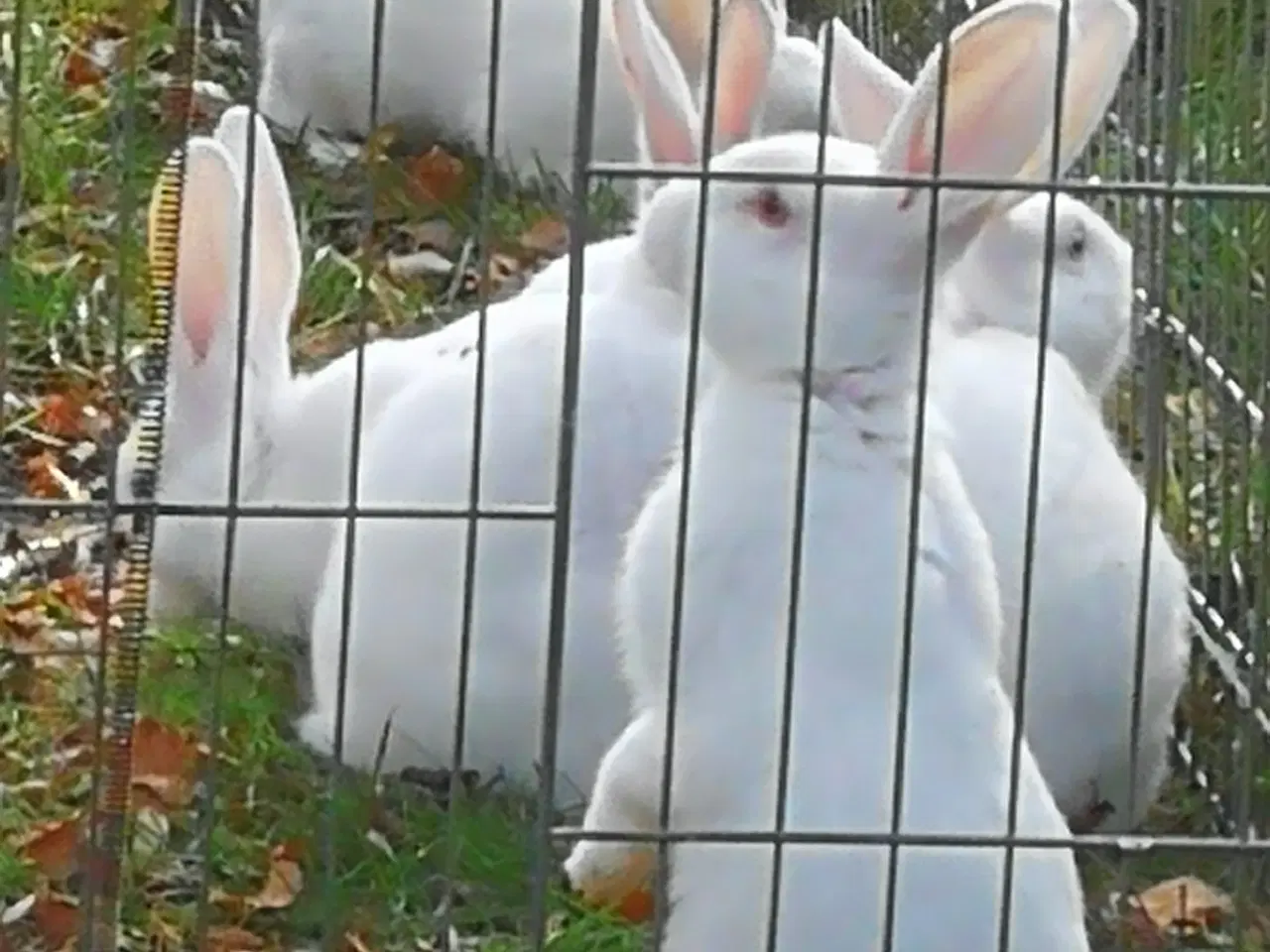 Billede 12 - Hvid Land kanin unger.