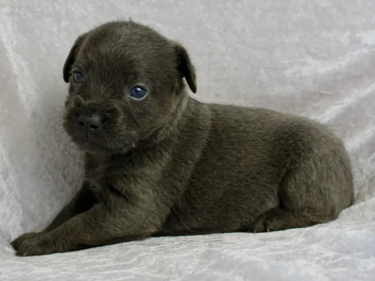 Billede 3 - Froodle - fransk bulldog / puddel 