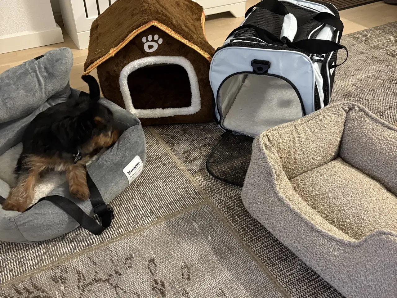 Billede 4 - Yorkshire terrier 