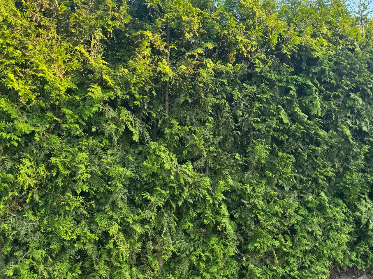 Billede 4 - Flotte Thuja 'Brabant' til salg – perfekt til hæk!