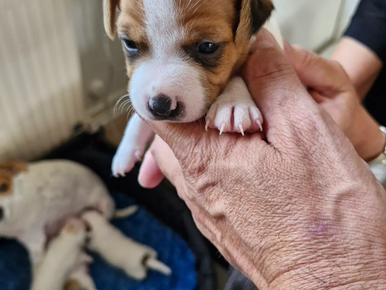 Billede 12 - Dansk svensk gårdhunde hvalpe 