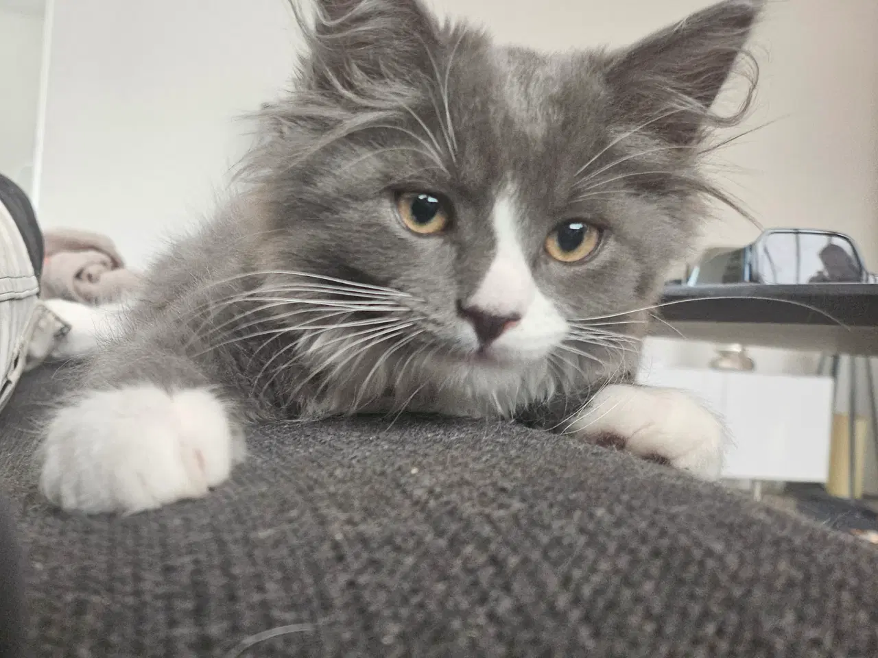 Billede 2 - Maine coon uden stamtavle 