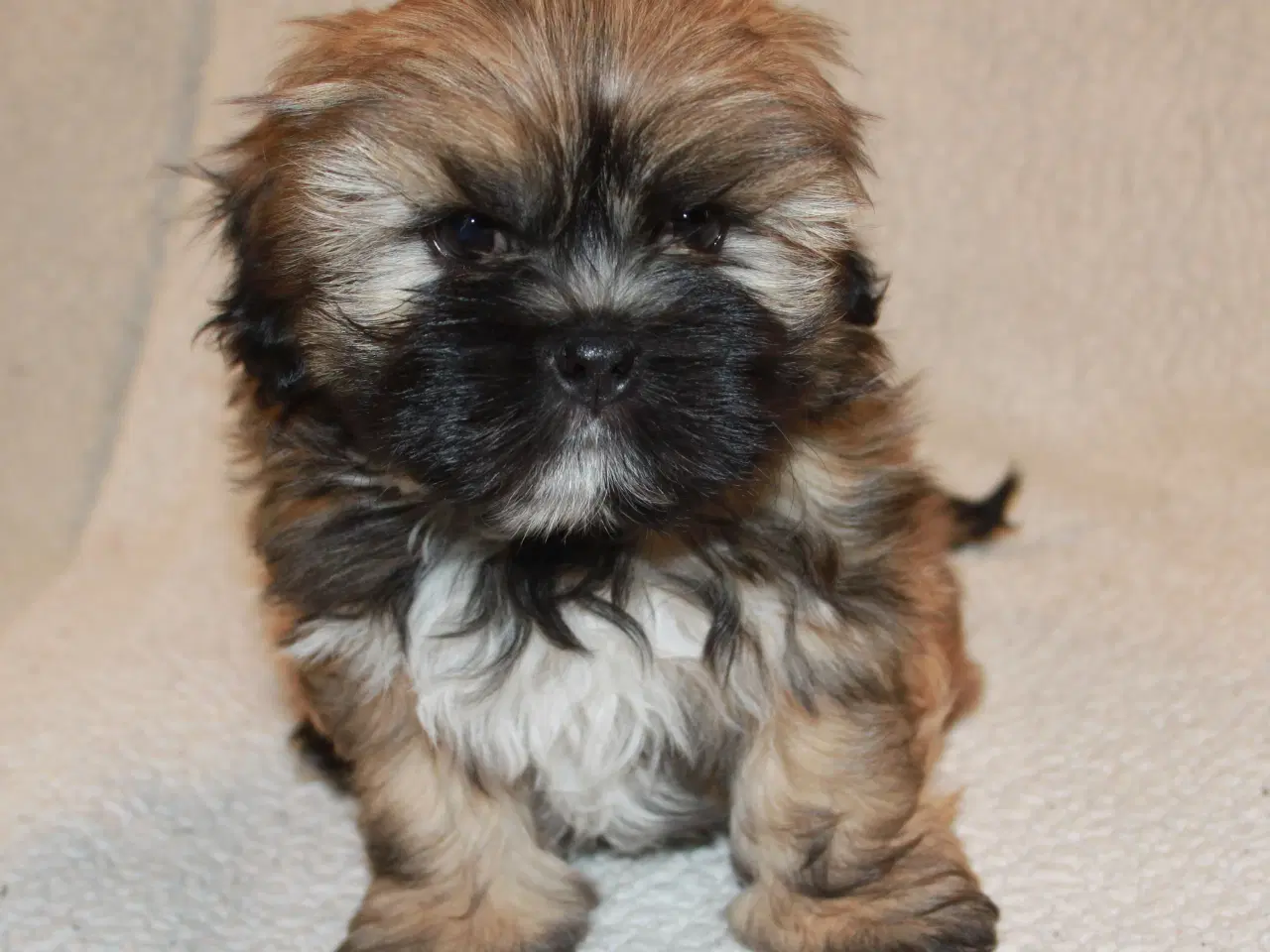Billede 7 - Lhasa Apso hvalp