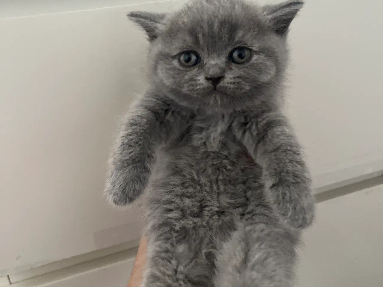 Billede 2 - British shorthair killinger