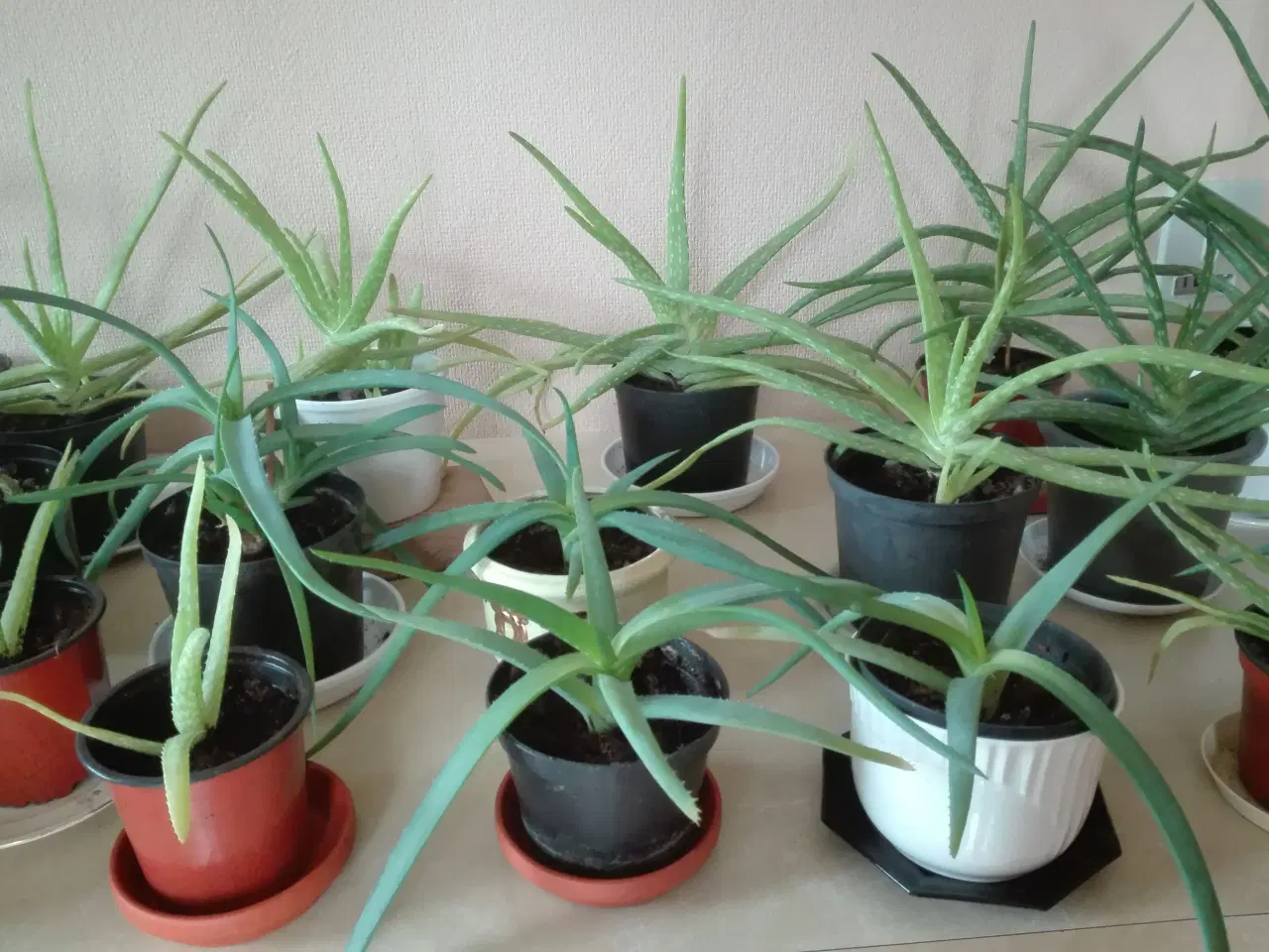 Billede 5 - Aloe Vera stueplanter
