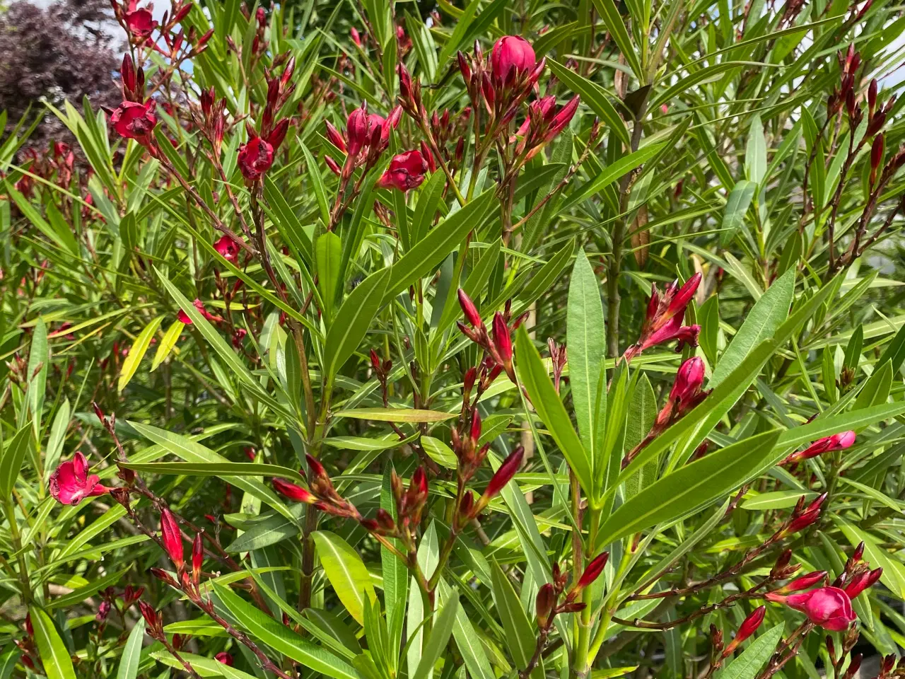 Billede 7 - Neria - Nerium - 195 cm høj
