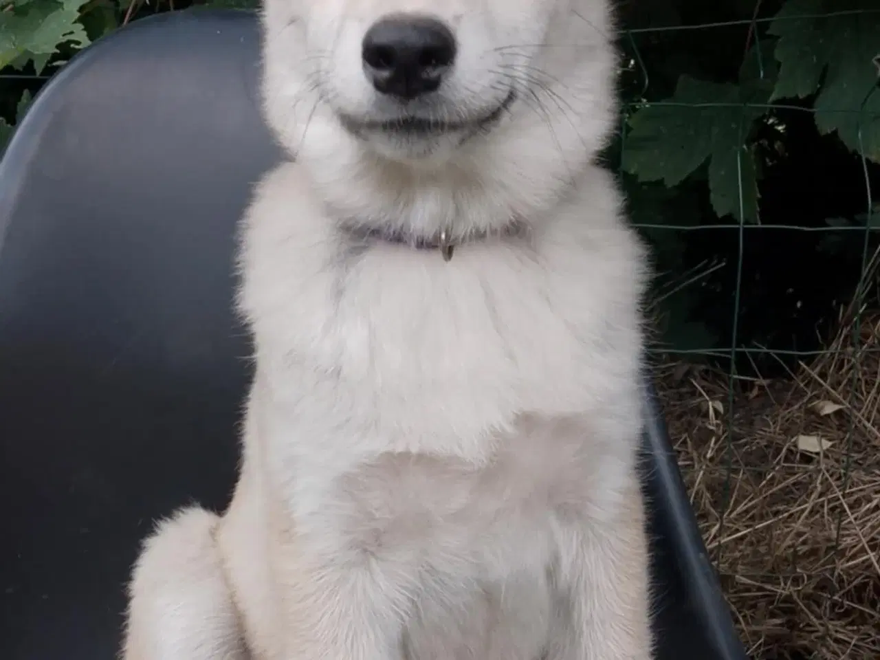 Billede 2 - Husky blandinger 