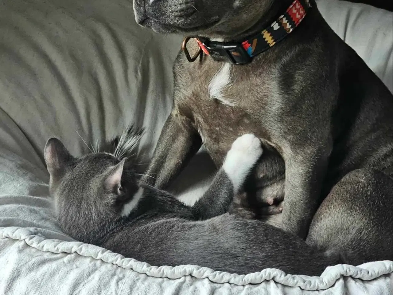 Billede 2 - Staffordshire Bull terrier