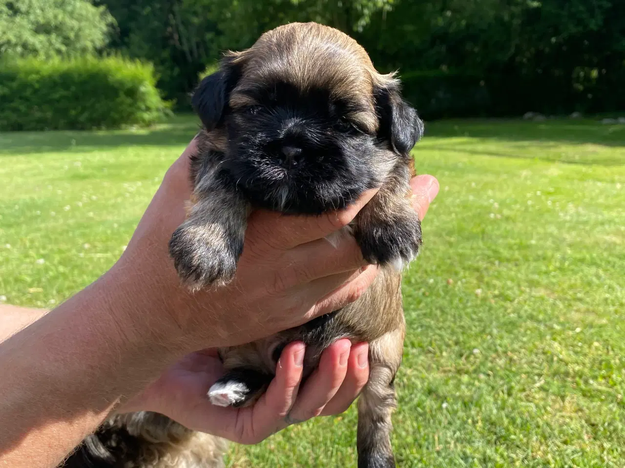 Billede 2 - Shih tzu hvalpe sælges