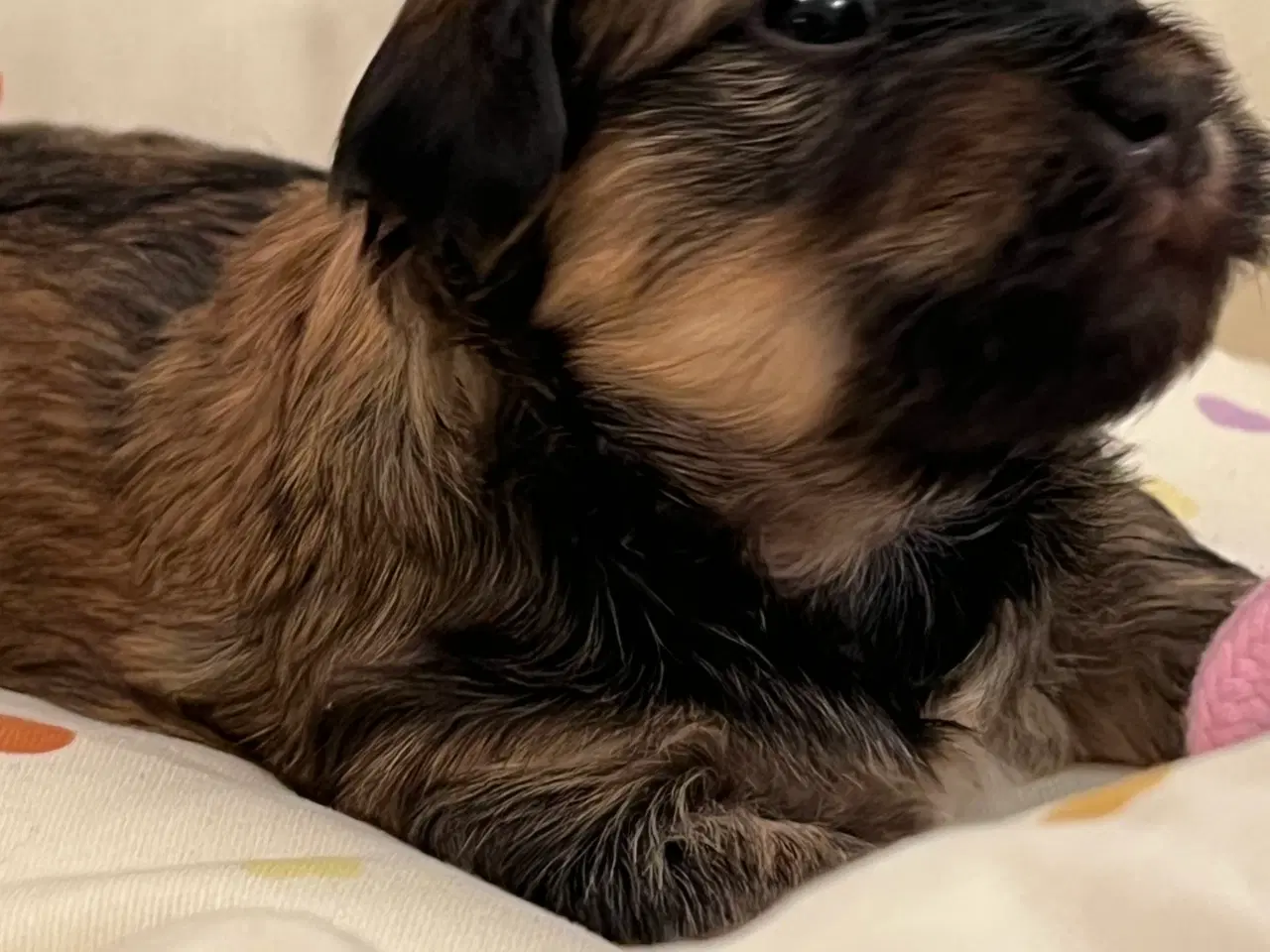 Billede 13 - 💕Skal Wilma være din 💕