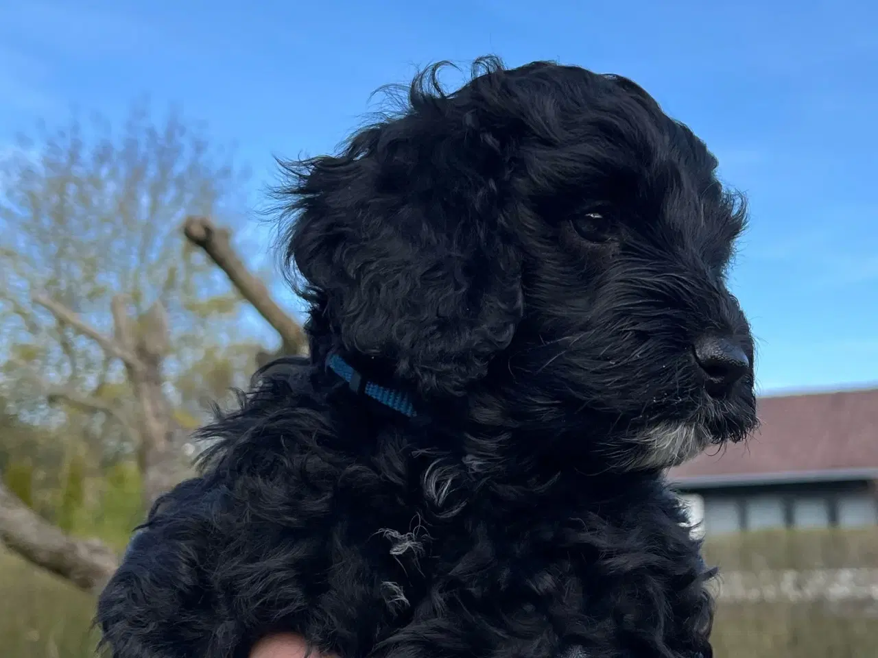 Billede 6 - Cockerpoo / cockapoo f1b