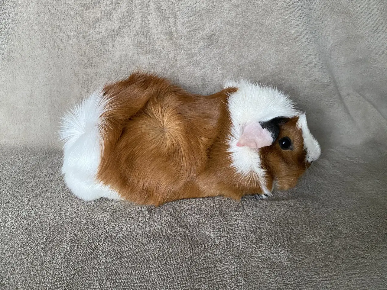 Billede 6 - 2 marsvin