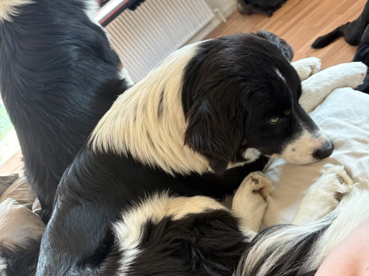 Billede 3 - Border collie