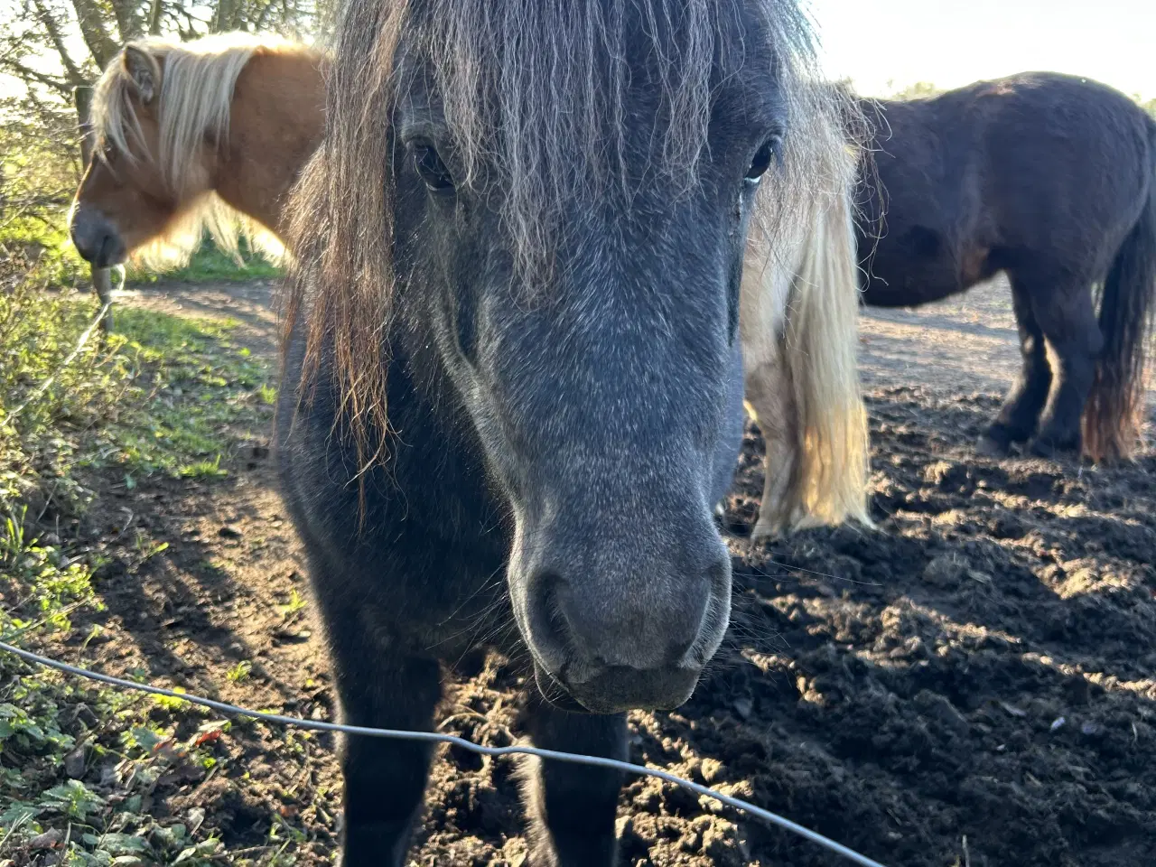 Billede 2 - Skimmel shetlænder hoppe med rødt pas 