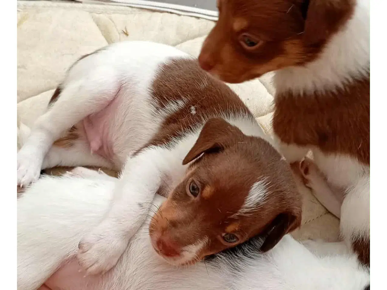 Billede 4 - Dansk Svensk gårdhunde hvalpe sælges