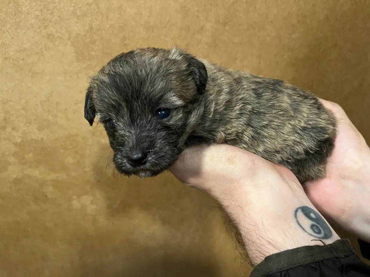 Billede 3 - Kun en tigerstribet tæve nu! Små blandinger