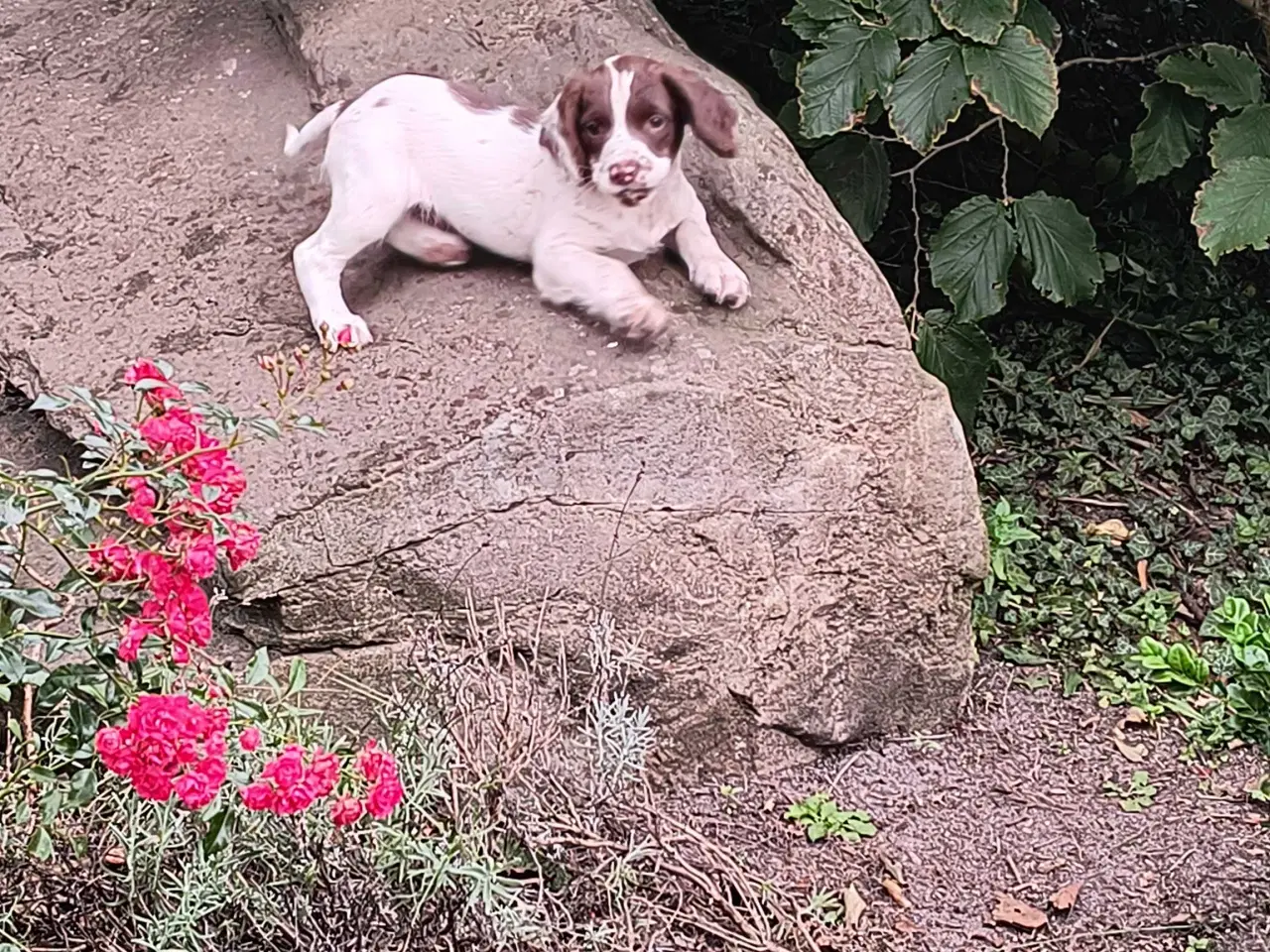 Billede 9 - FT Springer spaniel