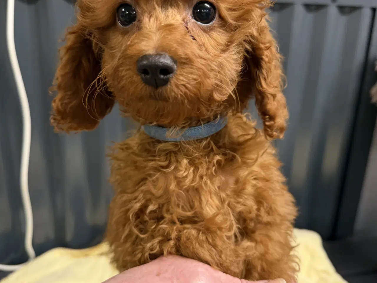 Billede 1 - Amerikanske Cockapoo ministure 