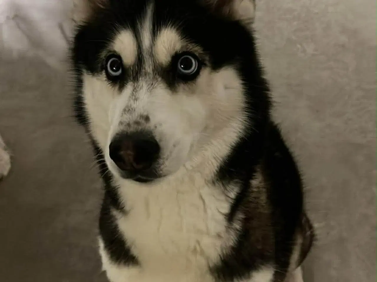 Billede 1 - Sælges Mille 5 år