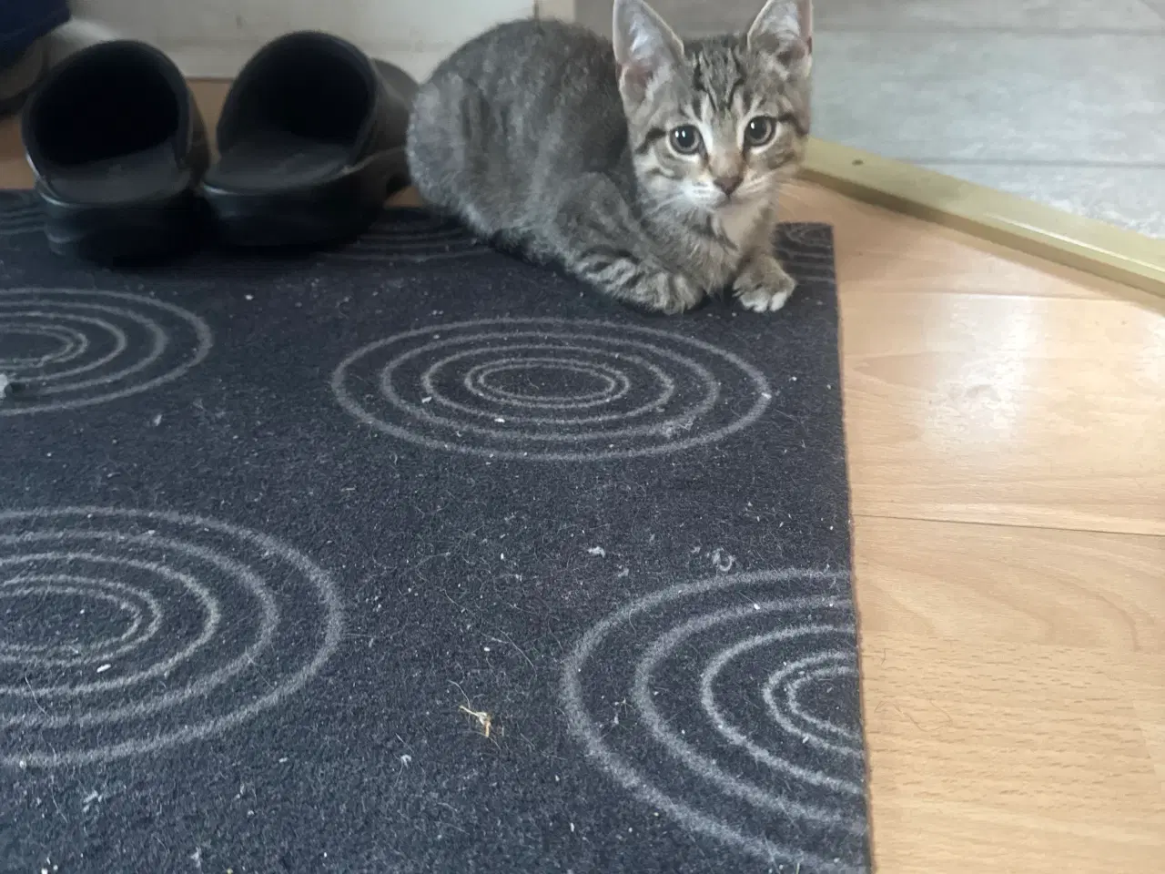 Billede 2 - Kat