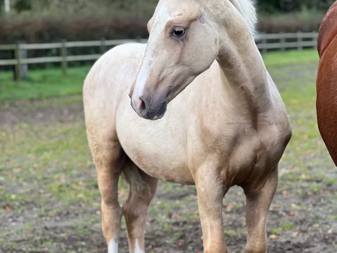 Billede 1 - Smukt palomino føl