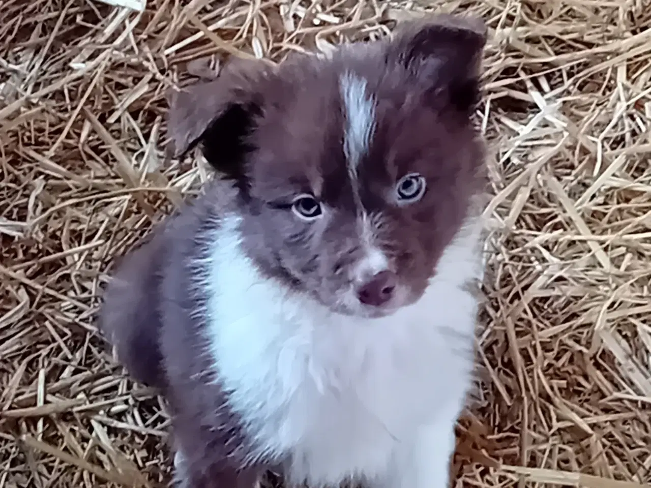 Billede 2 - Border Collie Hvalpe