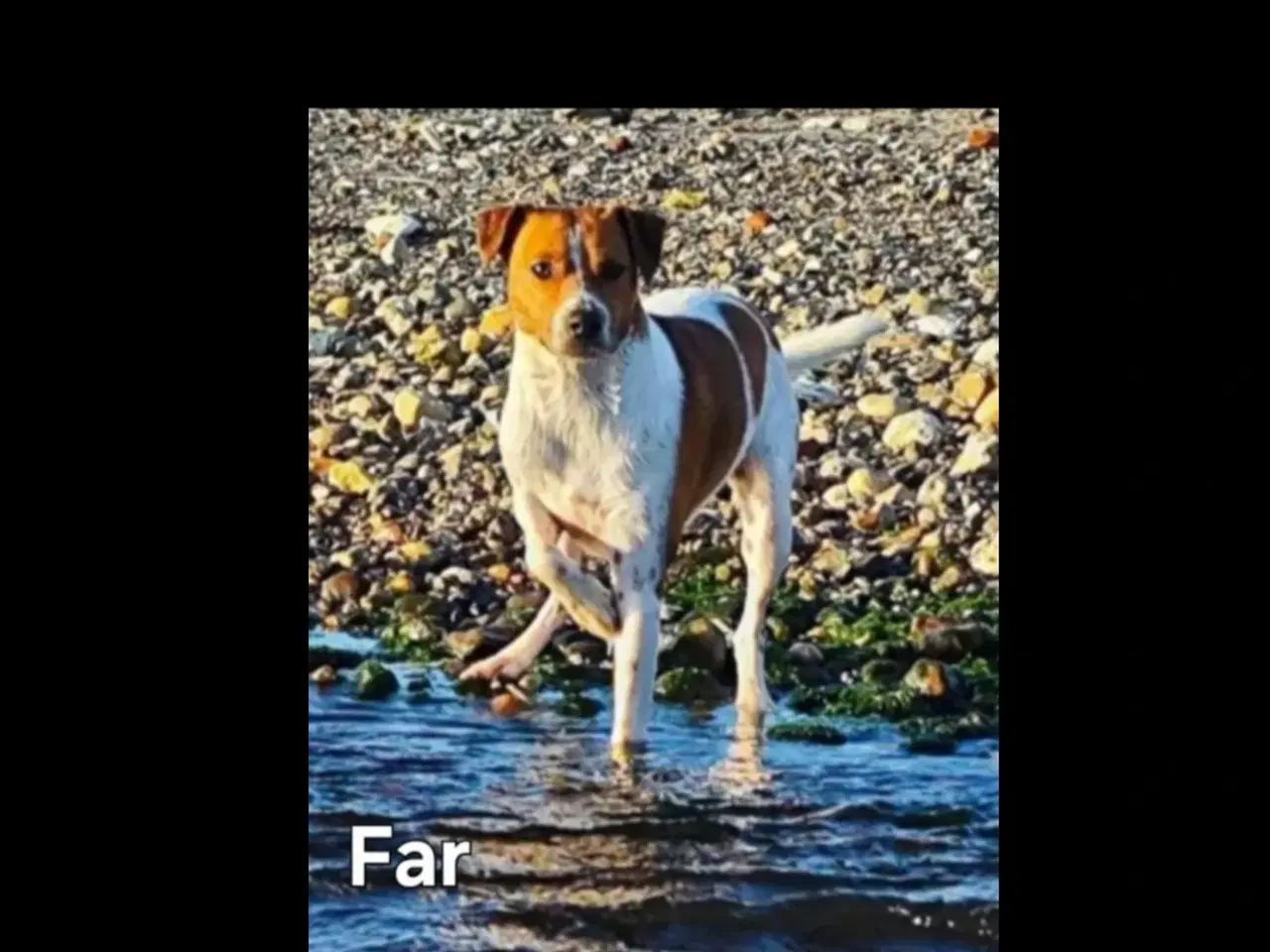 Billede 2 - Dansk svensk gårdhunde hvalpe 
