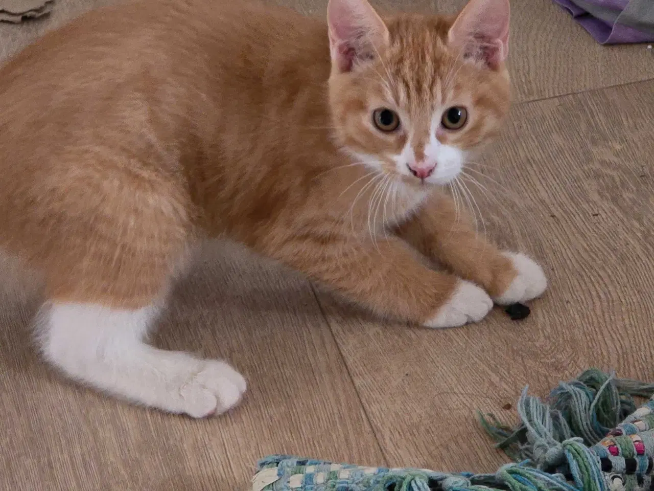 Billede 2 - Kejser han killing