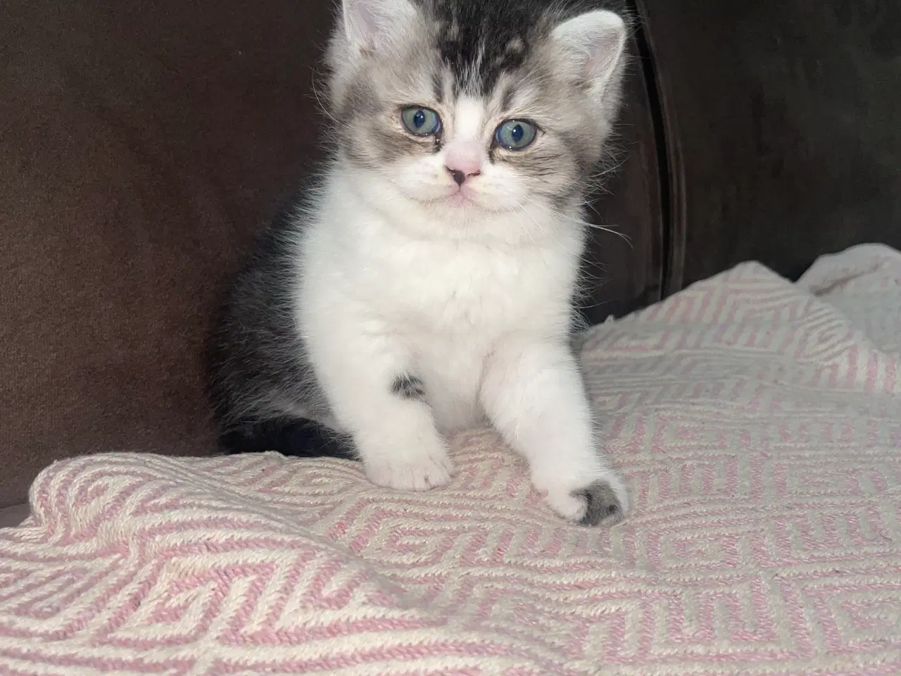 Billede 9 - british shorthair
