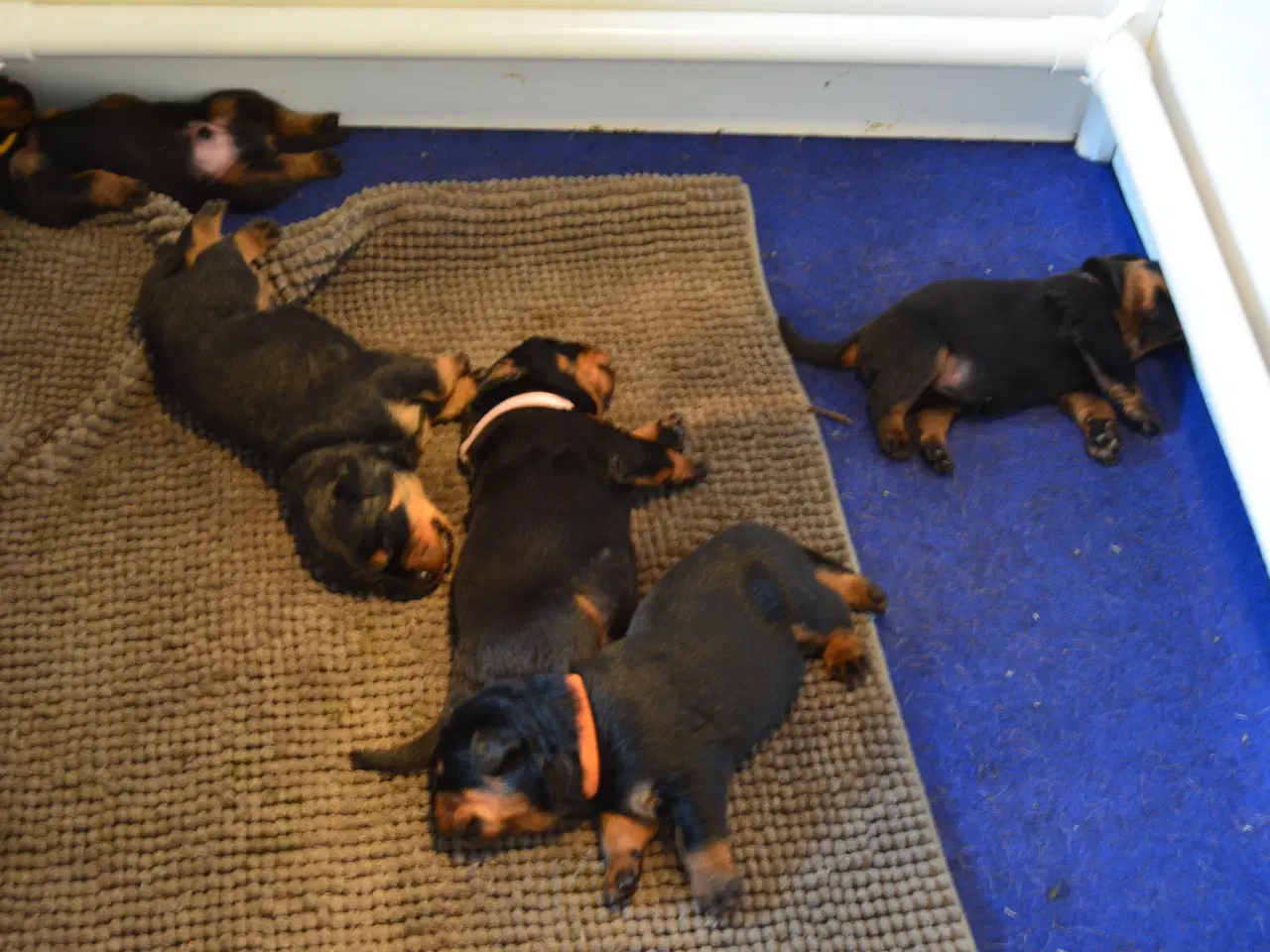 Billede 4 - Rottweilerhvalpe