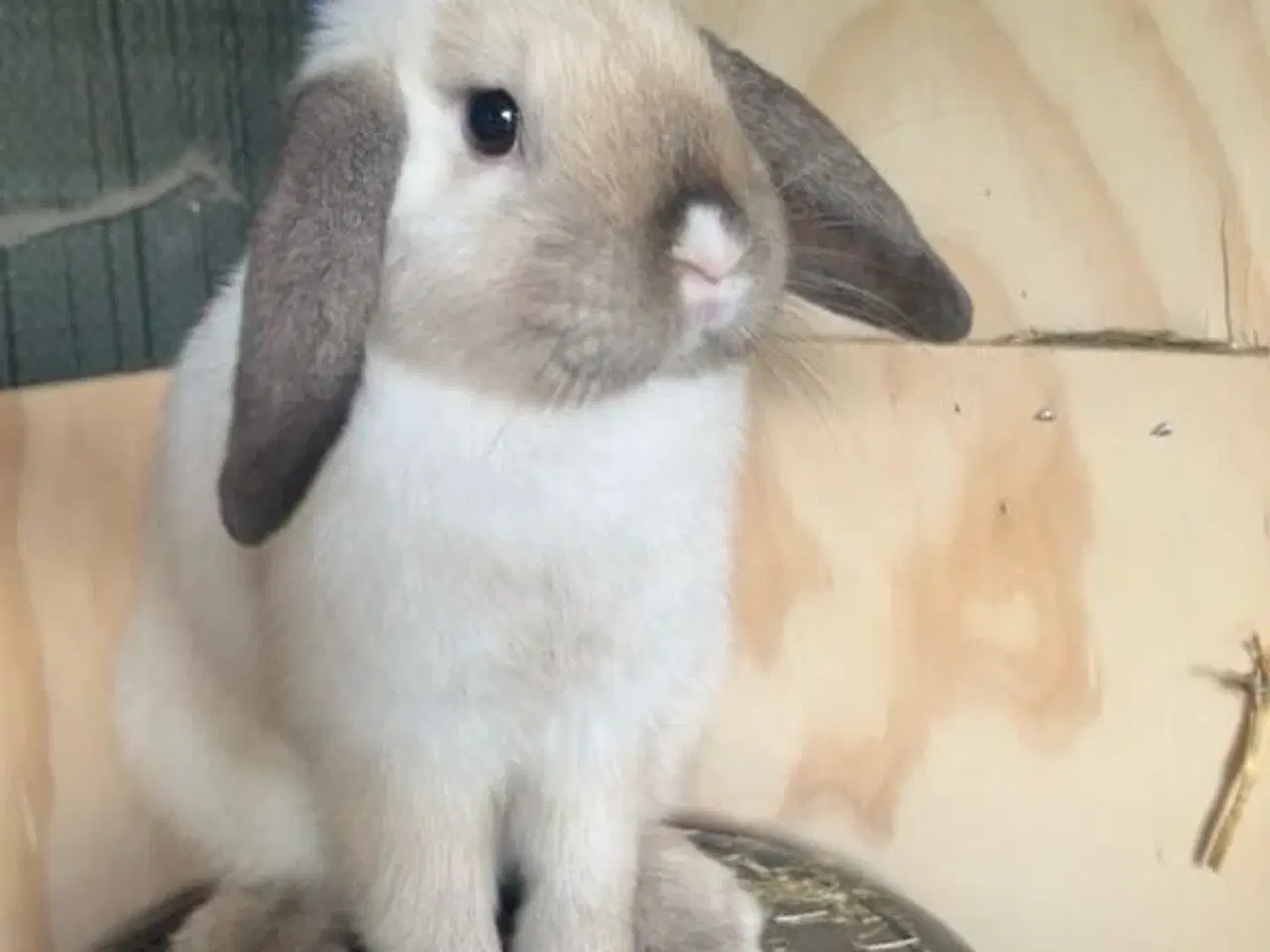 Billede 12 - Mini lop kanin unge
