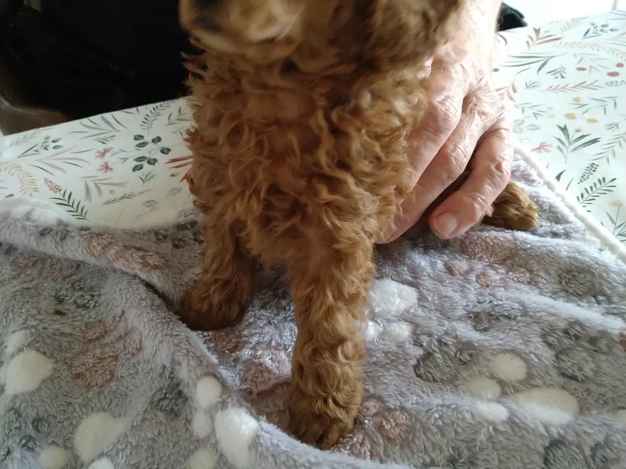 Billede 1 - Toy puddel