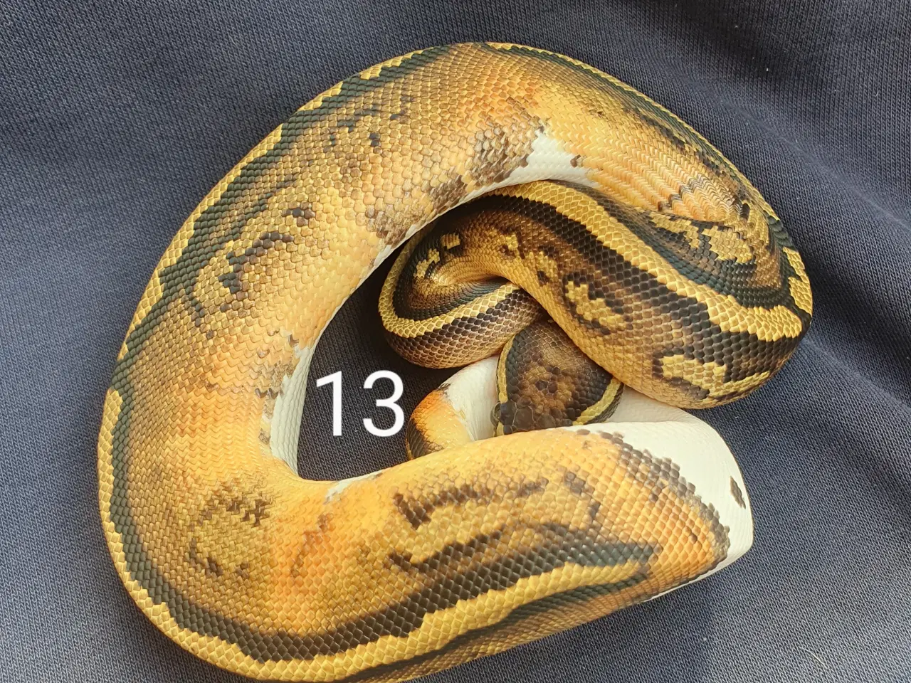 Billede 13 - Kongepython morfer 2025