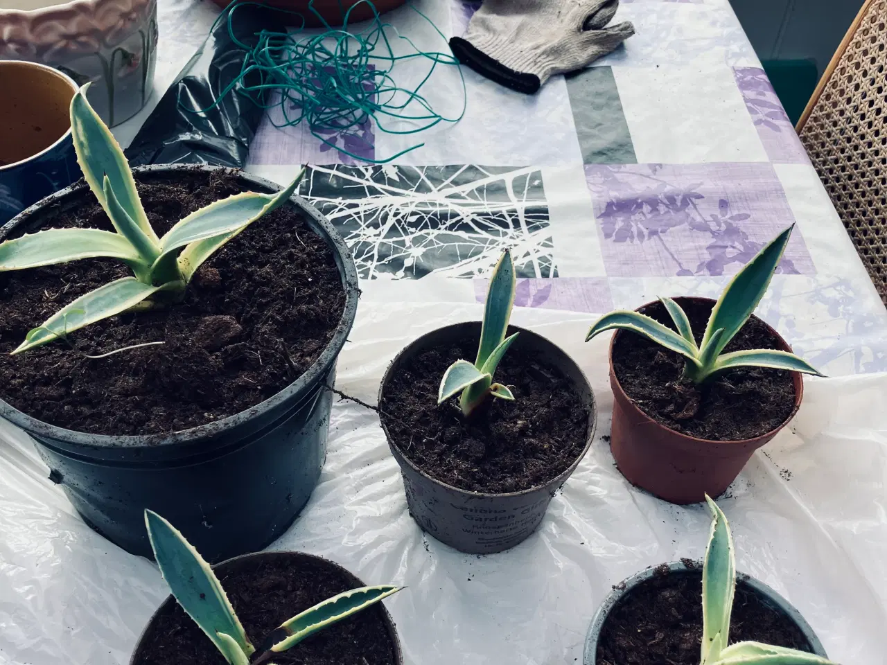 Billede 1 - Agave Sælges fra 50 kr. til 300 kr.