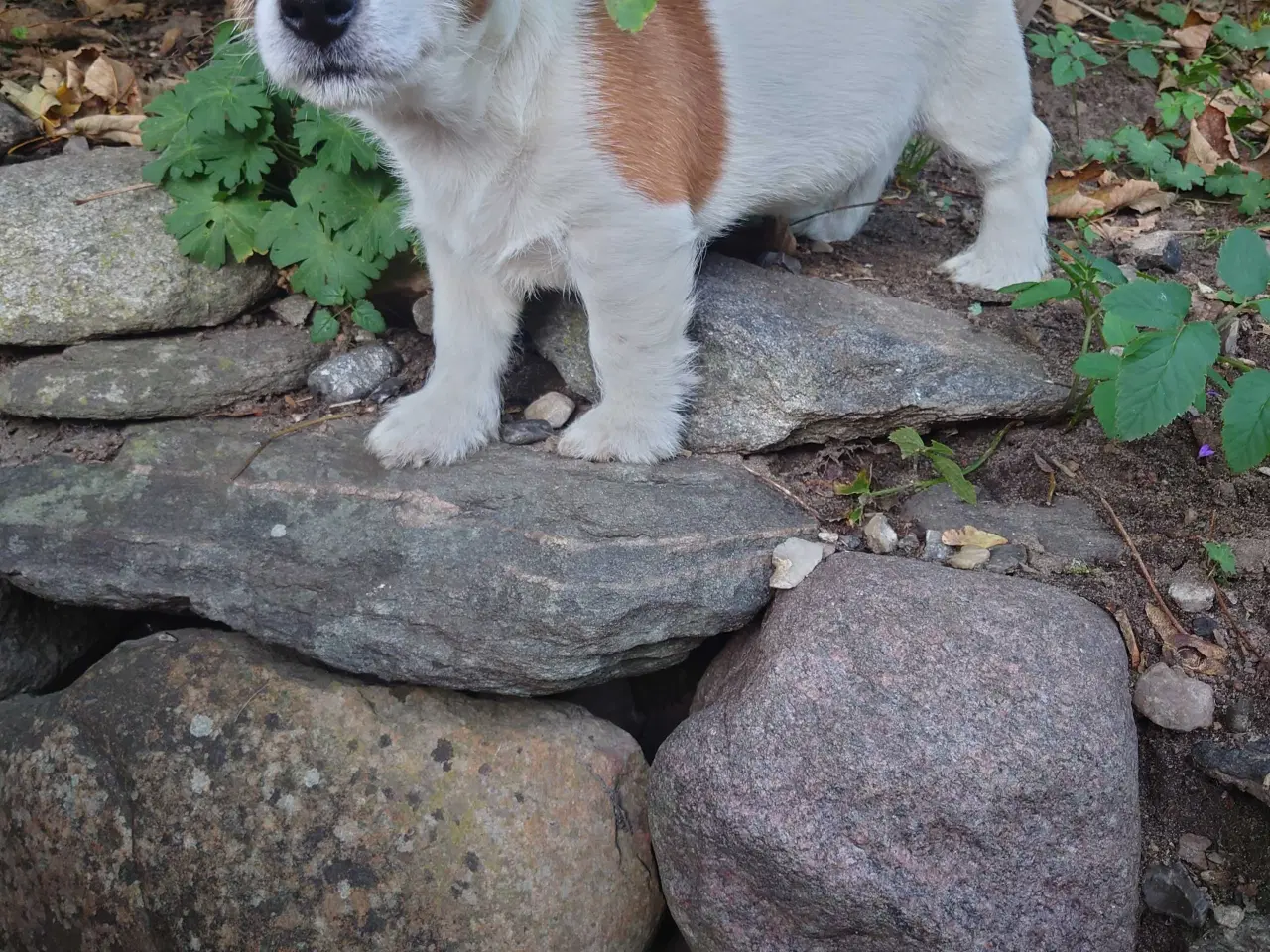 Billede 6 - Jack Russell hvalpe 