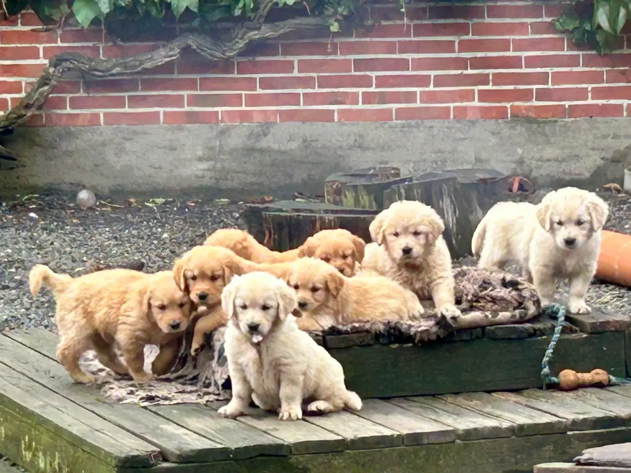 Billede 4 - Golden Retriever 