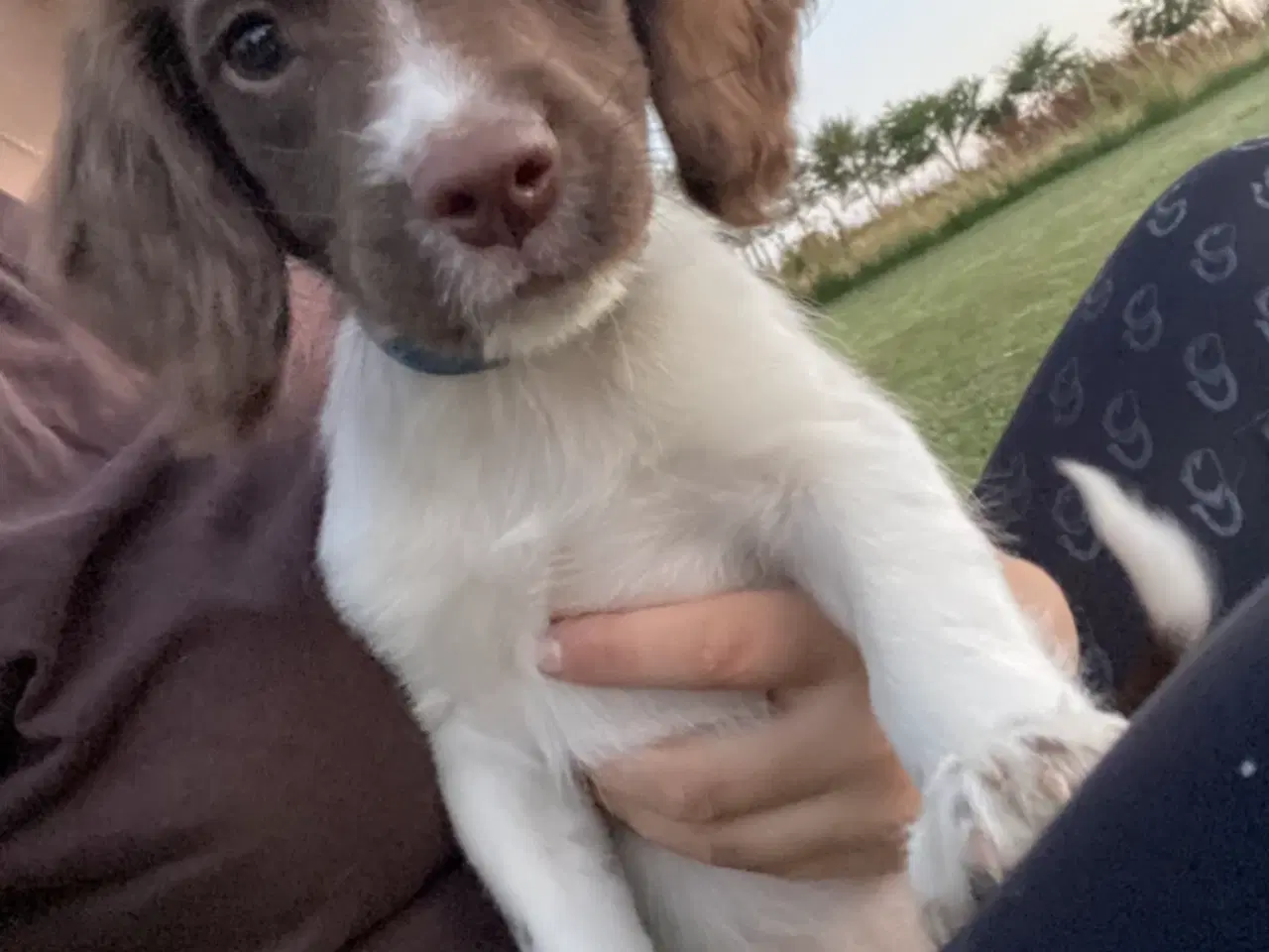 Billede 6 - FT springer Spaniel hvalpe klar til afhentning nu 