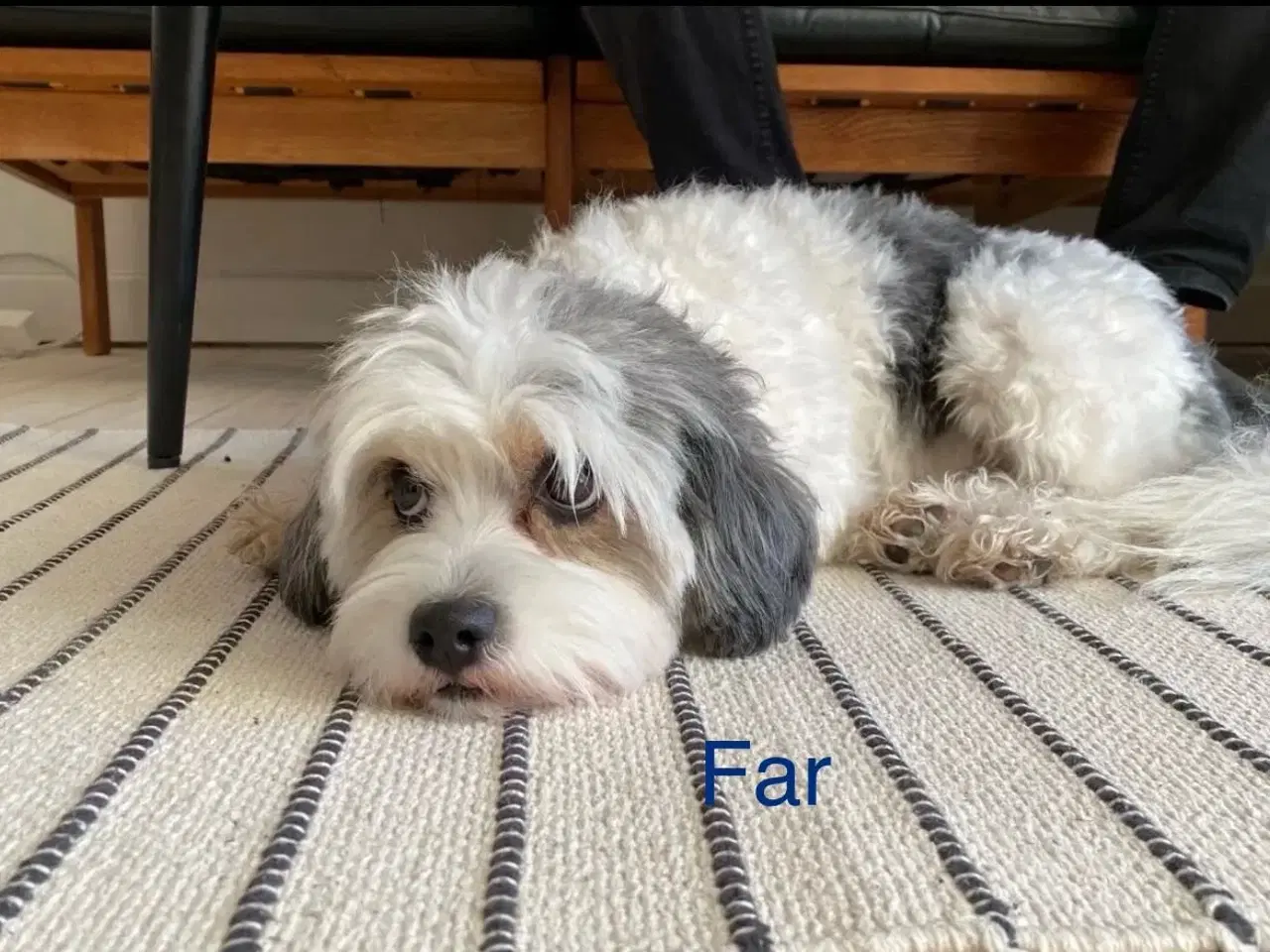 Billede 4 - 3 shih tzu-havapoo hvalpe(8 uger)