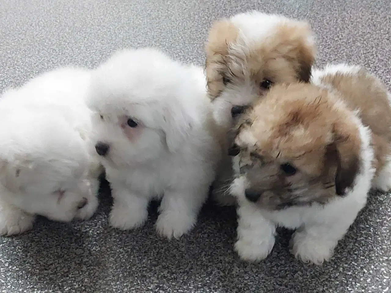 Billede 5 - Coton de tulaer