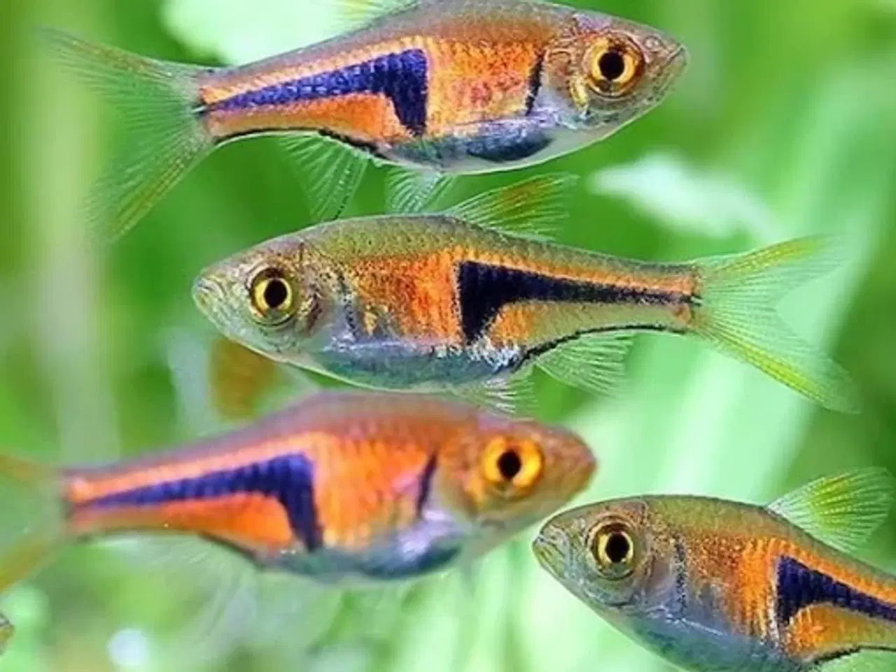 Billede 3 - Kileplet Barbe. (Harlekin Rasbora)