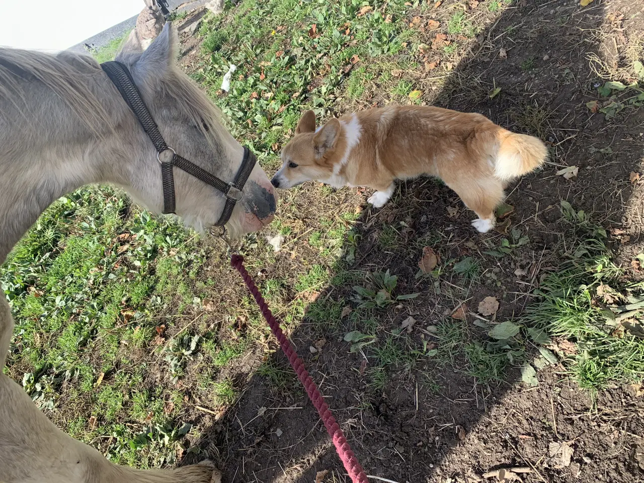 Billede 6 - Skøn dreng søger det rigtige hjem