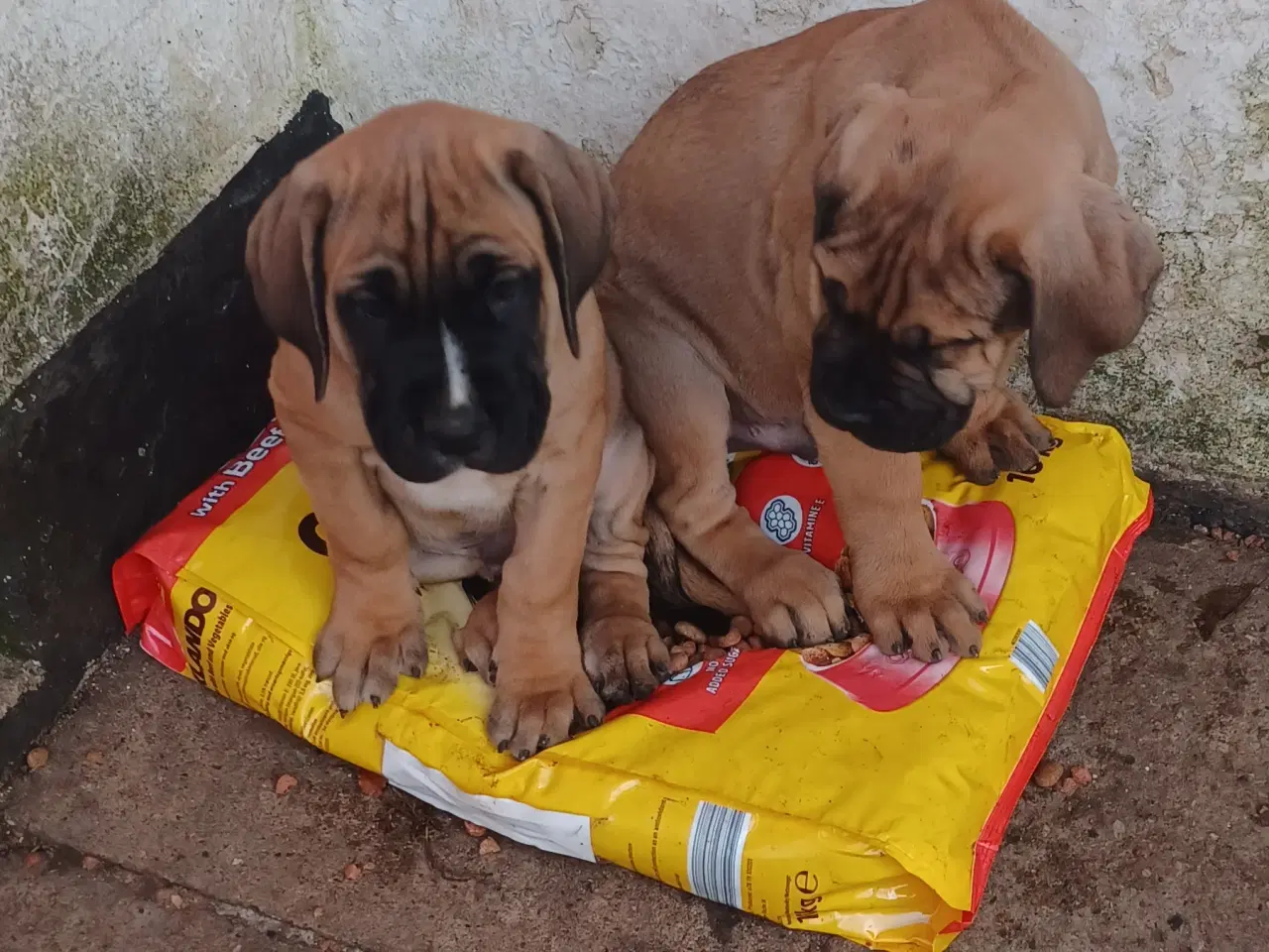 Billede 1 - Cane Corso Italiano hvalpe sælges 