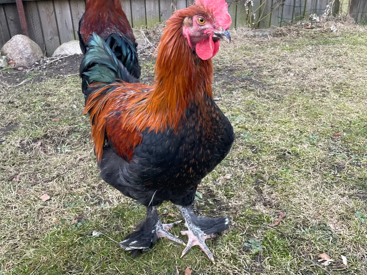 Billede 13 - Racerene Sorte Kobber Maraner og 3 blandingshaner