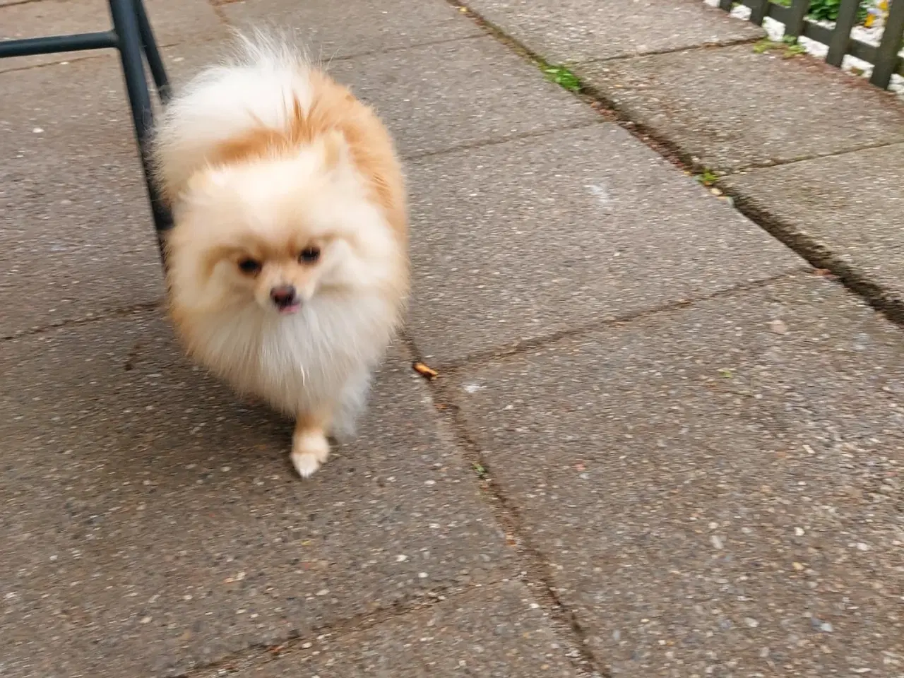 Billede 3 - Pomeranian hundnehvalp