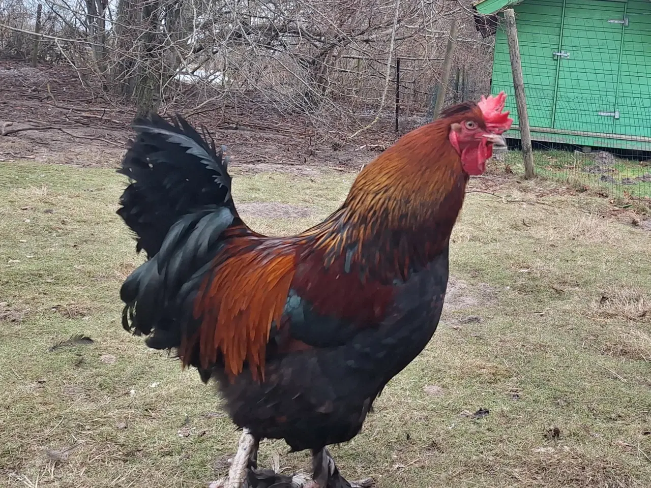 Billede 2 - Gudesmukke haner