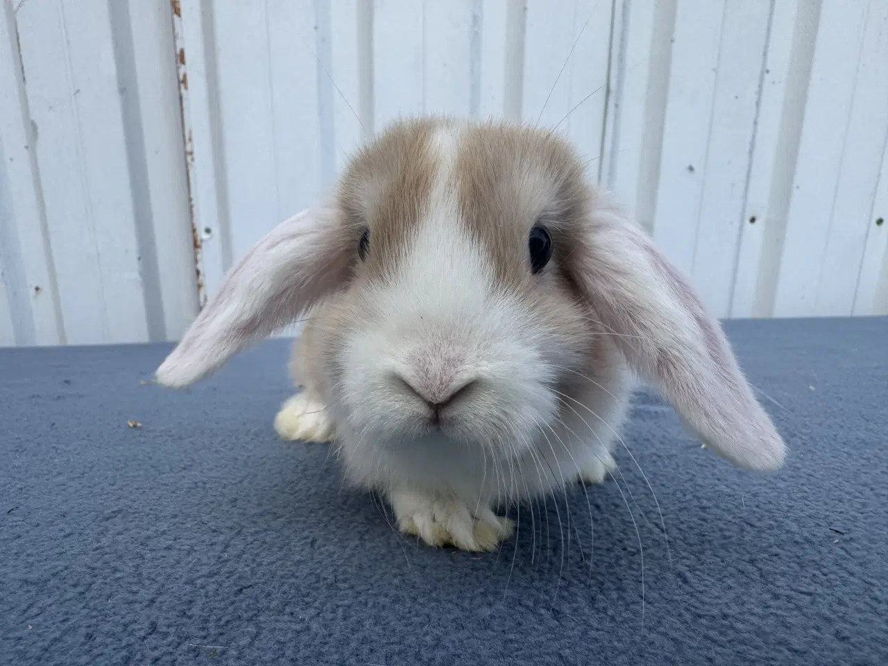 Billede 7 - Dværgvædder/Mini lop hunkanin