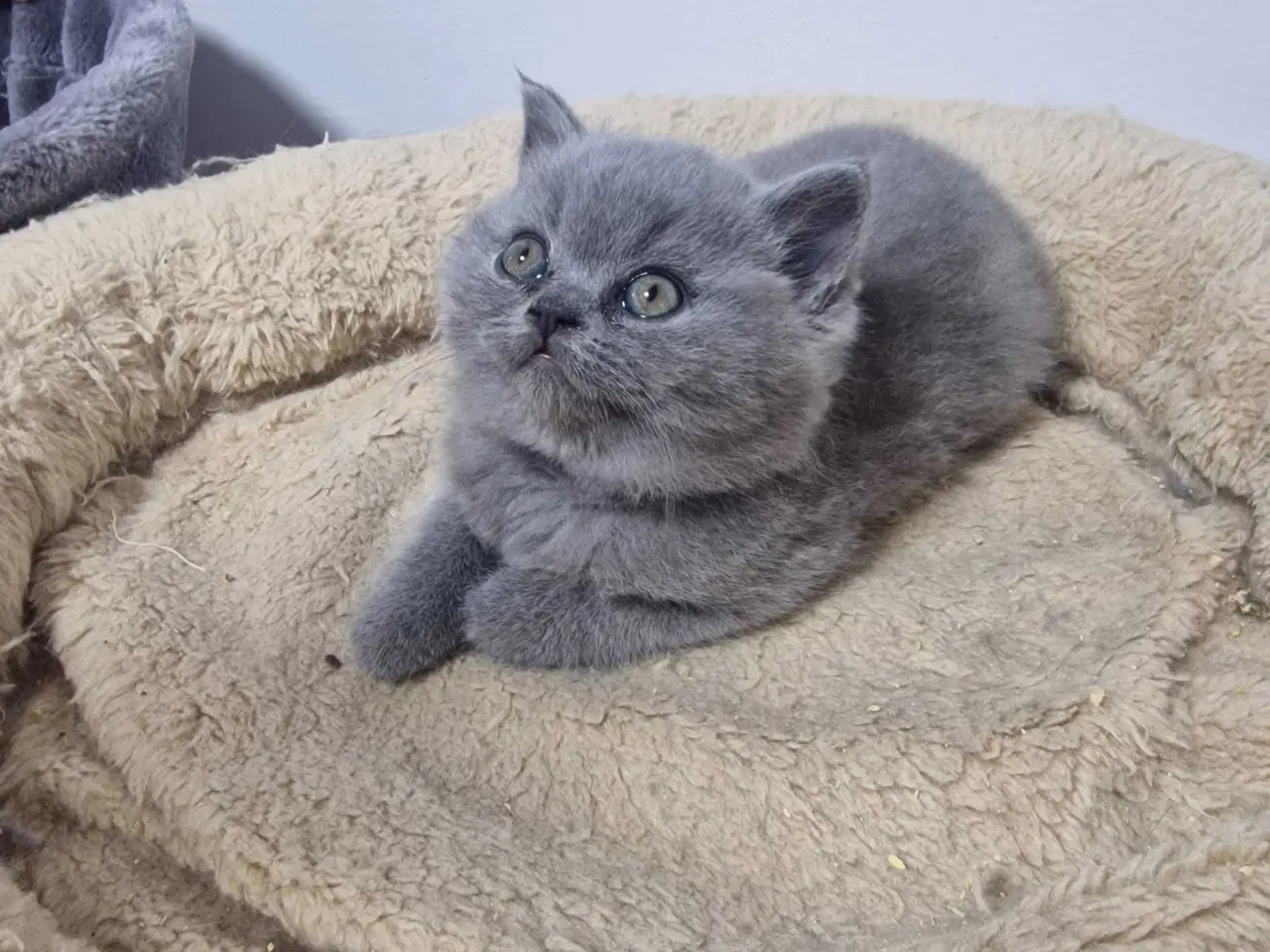 Billede 1 - British shorthair killinger