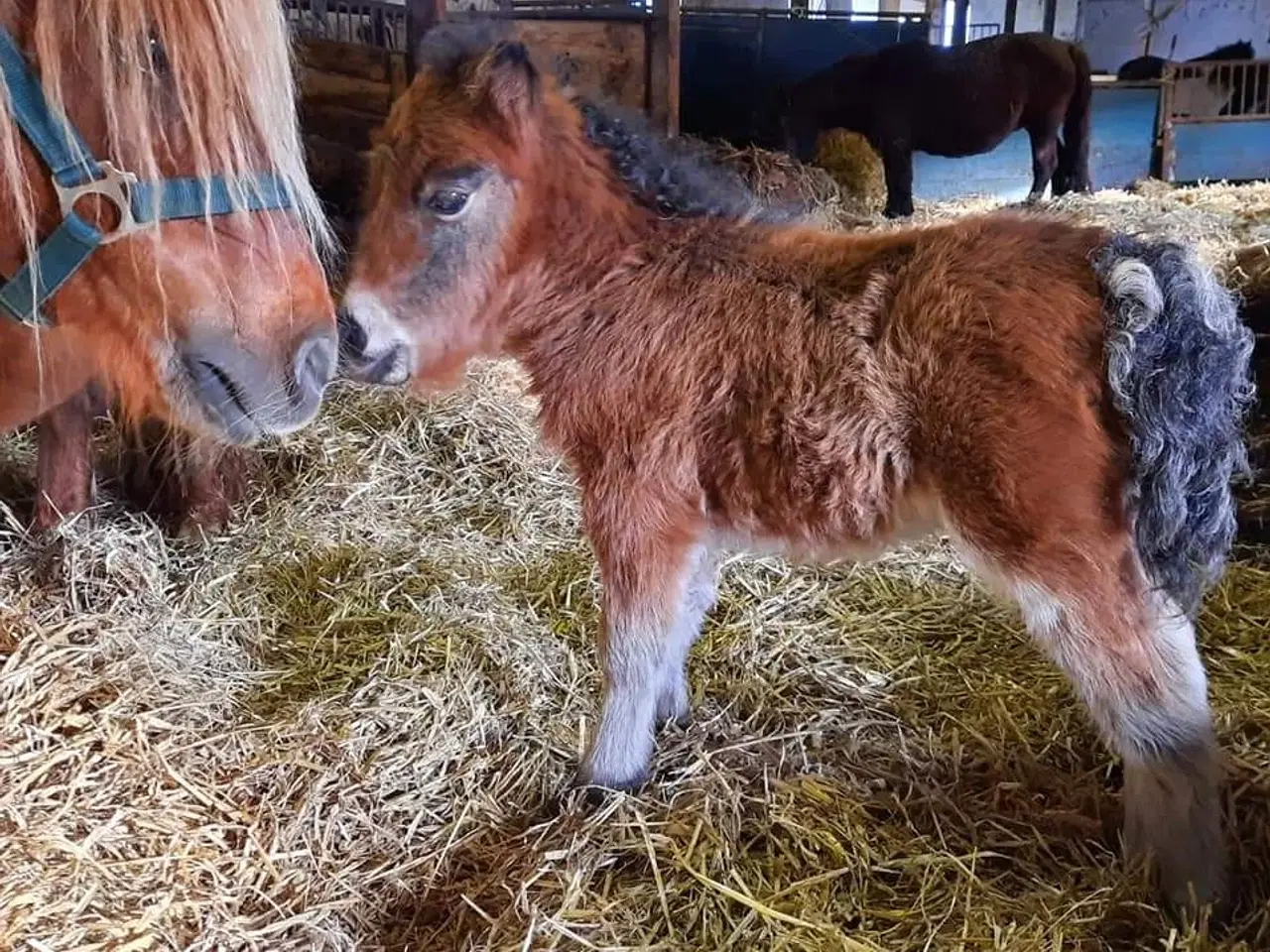 Billede 8 - Sød shetlænder hingst plag 