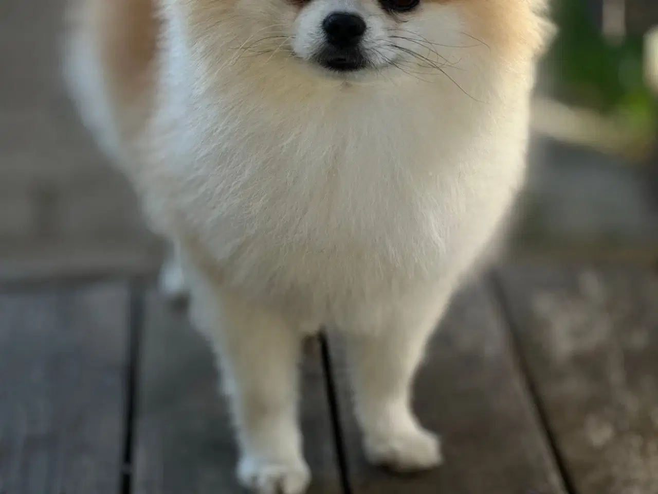 Billede 6 - Pomchi tæve hvalp 