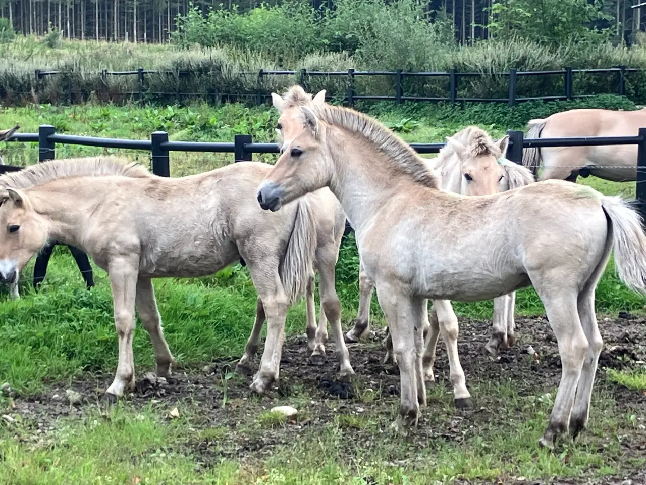 Billede 1 - Fjordheste